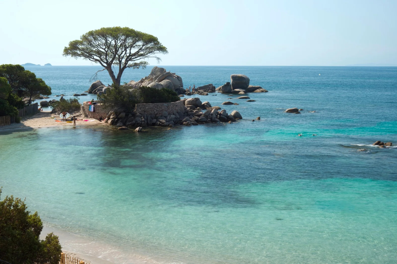 Pin parasol et eau transparente de la plage de Palombaggia